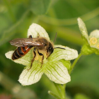 Bryony mining bee #3