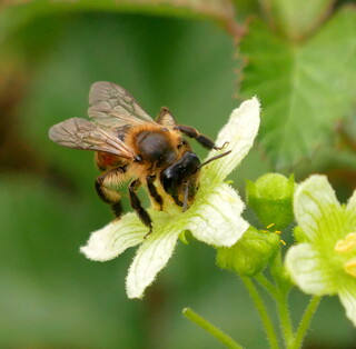 Bryony mining bee #1