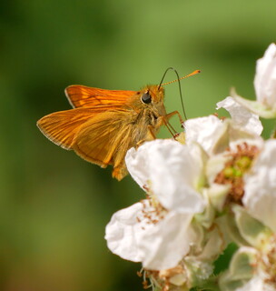 Large skipper