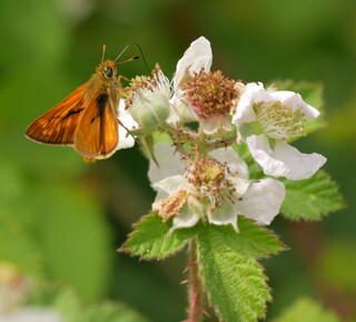 Large skipper