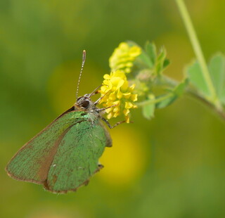 Green hairstreak