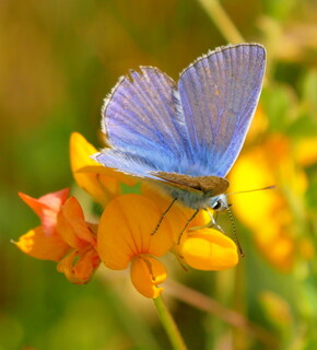 Common blue