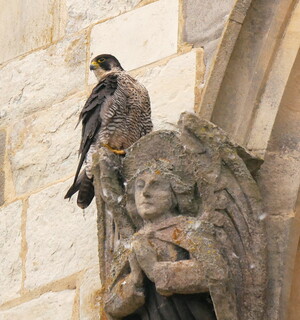 Peregrine falcon