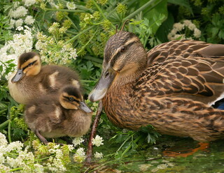 Mummy mallard and ducklings
