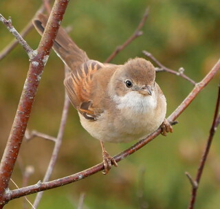 Whitethroat