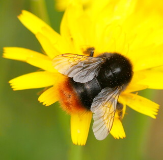 Red-tailed bumblebee #1