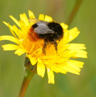 Red-tailed bumblebee #2