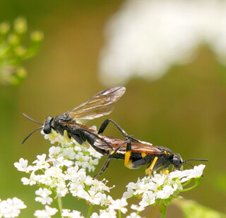 Mating sawflies