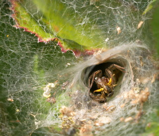 Labyrinth spider with bee prey