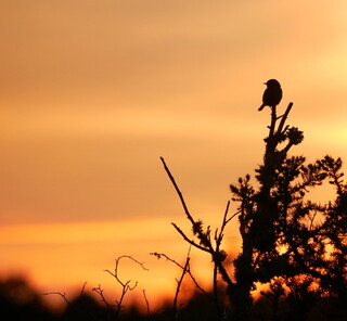 Sunset stonechat