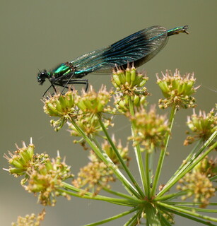 Banded demoiselle