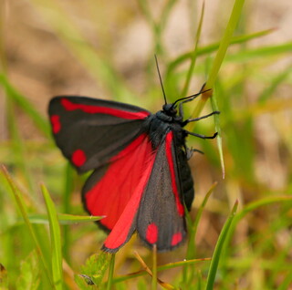 Cinnabar moth
