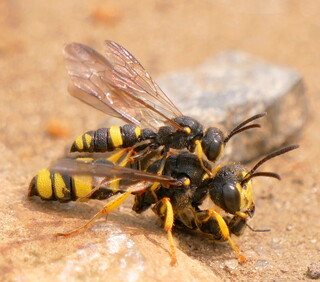 Mating digger wasps