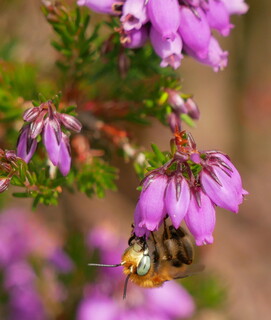Green-eyed flower bee #1