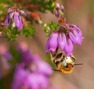 Green-eyed flower bee #2