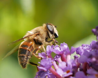 Huge hoverfly