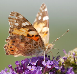 Painted lady