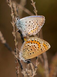 Silver-studded blues mating