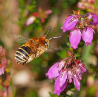 Green-eyed flower bee #3