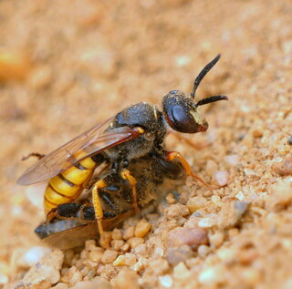 Beewolf with prey