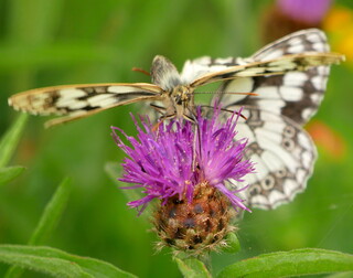 Marbled white kerfuffle