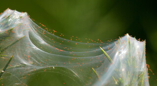 Red spider mites on gorse