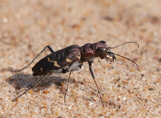 Tiger beetle
