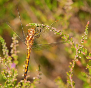 Keeled skimmer #1