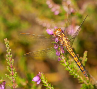 Keeled skimmer #2