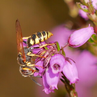 Beewolf