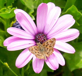 Mallow skipper