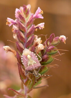 Hairy shield-bug on red bartsia