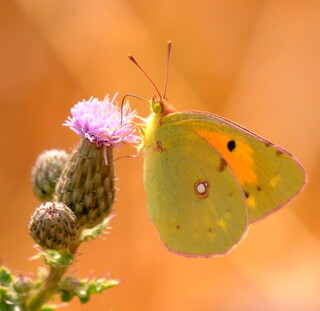 Clouded yellow #1