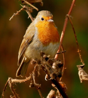 Stately robin