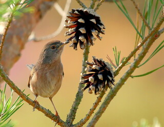 Young Dartford warbler hunting for bugs in cones