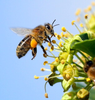 Garden honeybee #1