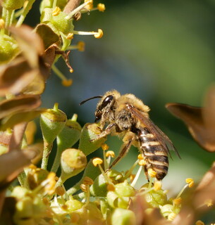 Garden ivy bee