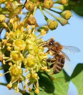 Garden honeybee #2