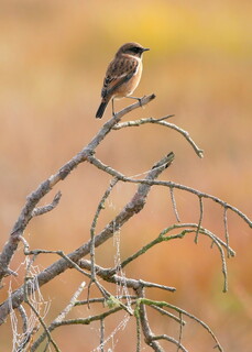 Stonechat and dewy cobwebs