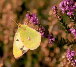 Battered clouded yellow butterfly