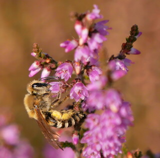 Heather colletes bee