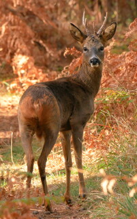 Roebuck